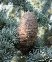 1889__320x240_497px-cedrus_libani_ssp-_atlantica_glauca_cone_02_by_line1